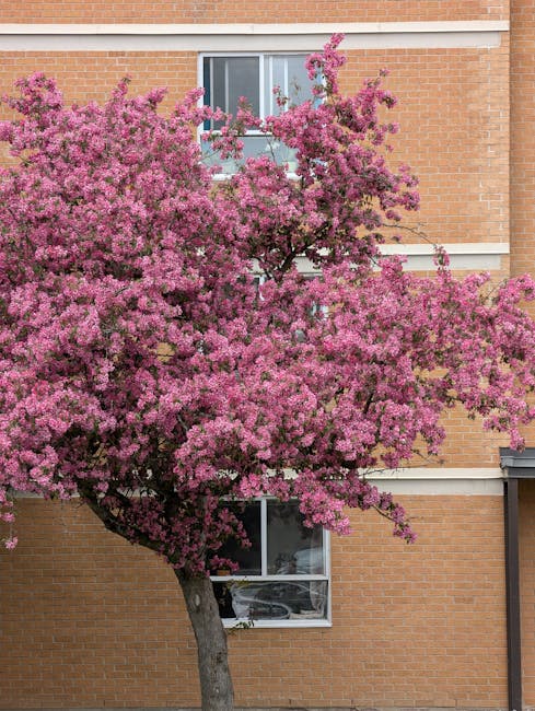 A vibrant pink flowering tree with dense clusters of blossoms stands in front of a modern brick building, partially obscuring its large rectangular windows. The tree's branches extend outward, filled 