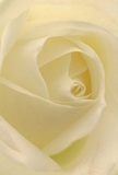This image invites you into the intricate heart of a cream-white rose, each petal unfurling like a gentle ripple across the Thames on a still Kingston morning. The tightly spiraled interior, luminous with soft, diffused light, is cushioned by layers of satin-textured petals-so pale as to seem touched by mist. Shadows and highlights work in harmony, lending quiet drama and depth reminiscent of shaded corners in Fairfield Park. The overall mood is peaceful and introspective, the kind of serenity that accompanies meaningful exchanges-a well-chosen sympathy bouquet, a tribute to new beginnings, or simply an act of admiration from afar. The imagined scent is barely there but unmistakably fresh, lingering with understated grace in the air. It is easy to picture this rose as part of a hand-delivered bouquet, crafted by Kingston's knowledgeable florists and arriving at a loved one's door in Berrylands or Surbiton. More than a flower image, this is a tender testament to the artistry and intention behind every meaningful arrangement made for Kingston Upon Thames.
